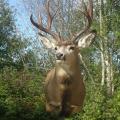 Mule Deer Mule Deer